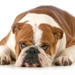 愛犬に嘘をつく『デメリット』とは？信頼関係を壊さないためにできることや注意すべきポイントまで解説(ブログ)