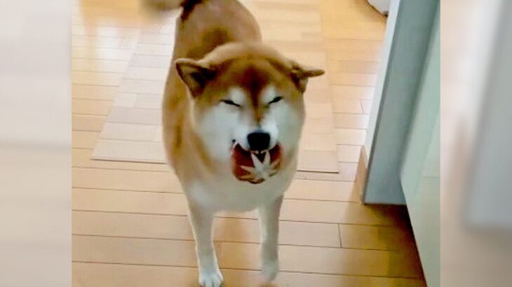 柴犬がお気に入りのおもちゃ見せに来てくれた結果…可愛すぎる行動に1万7000人がほっこり「ただの自慢で可愛い」「素敵な笑顔」(ブログ)