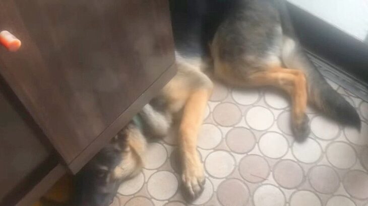 大型犬が『家族が仕事に行くのを阻止』した結果…小さな嫌がらせが可愛すぎると10万5000再生「仕事行くの嫌になる」「笑ってしまった」(ブログ)