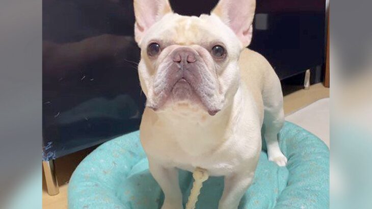 犬が遊んでいるときに『さんぽ』と言った結果…ものすごい反応速度を見せる光景が84万再生「めちゃくちゃいい顔してるｗ」と絶賛の声(ブログ)