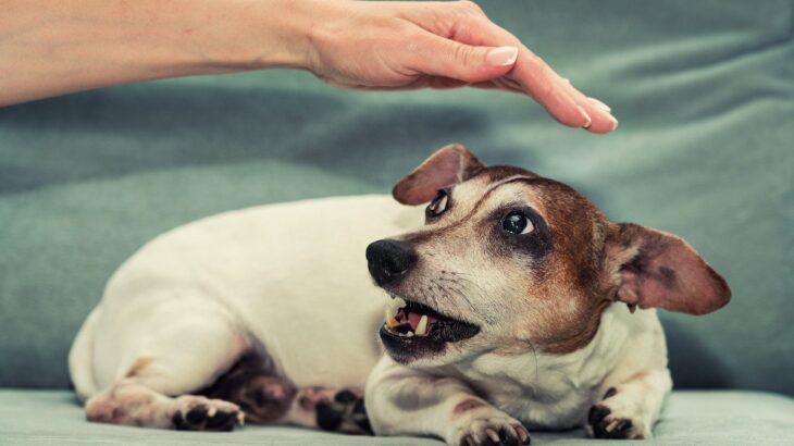 犬が『近づいてほしくない』ときにするサイン4選　そばにいたくない理由や飼い主を避けているときの仕草とは(ブログ)