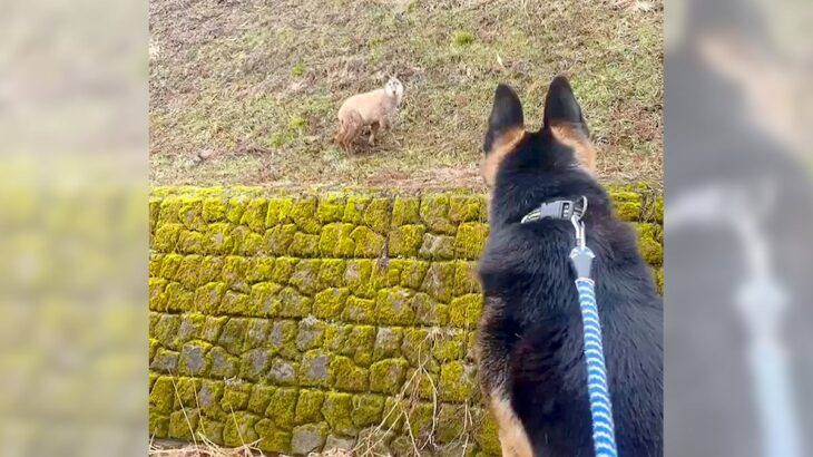 犬と裏庭にいったら…まさかの『野生動物』と遭遇する事態に139万表示の反響「すごい、天然記念物」「ワンコの気持ちわかる」驚きの声(ブログ)