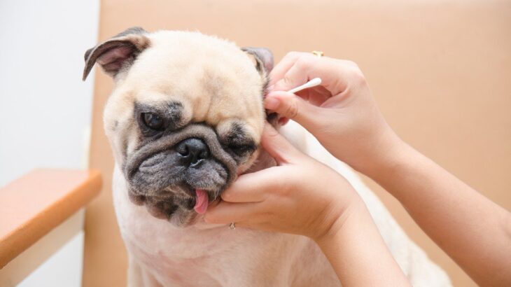 犬にとって「やりすぎなお世話」4つ　毎日のお世話が愛犬を苦しめている可能性も(ブログ)