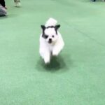 犬が『飼い主を見失った』結果…発見した瞬間に見せた行動が愛おしすぎると96万再生「笑顔がすてき」「一目散でかわいい」と絶賛の声(ブログ)