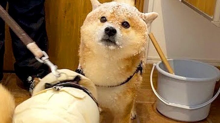 犬のお散歩で『ゲリラ豪雪』に遭遇した結果…まるで別の犬のようになってしまう光景が257万再生「揚げパンで草」「誇らしげで可愛い」(ブログ)