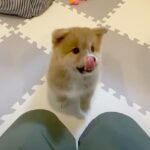 子犬に『おすわり』と言った結果…まさかの”気をつけ”になってしまう光景が面白かわいいと19万5000再生「可愛すぎて草」「最高」絶賛の声(ブログ)
