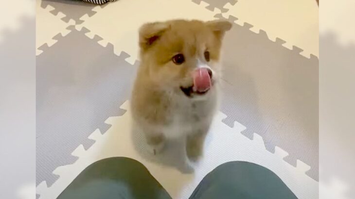 子犬に『おすわり』と言った結果…まさかの”気をつけ”になってしまう光景が面白かわいいと19万5000再生「可愛すぎて草」「最高」絶賛の声(ブログ)