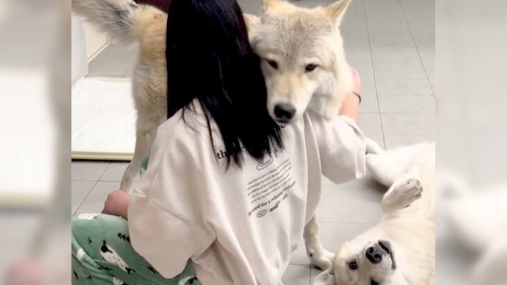 飼い主にべったり甘える犬の横には…『気付いてもらえない狼犬』の控えめなアピールが可愛すぎると406万再生「ギャップがすごい」(ブログ)