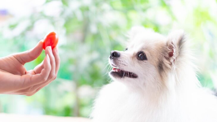 犬の体にいい『6つの食材』普段の食事にプラスしたい気になる栄養素とは？(ブログ)