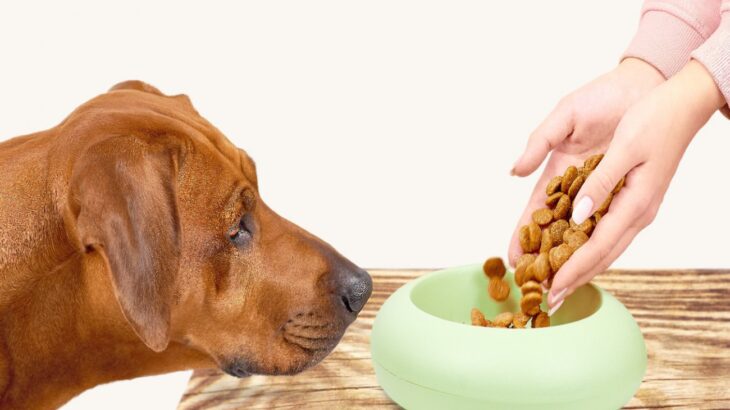 犬に絶対NGな『ドッグフードの食べさせ方』5選　良かれと思ってやってない？実は悪影響を与えているかも…(ブログ)