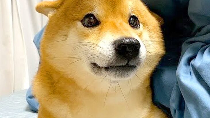 『雷に怯えた柴犬』がとった行動…助けを求める様子が”抱きしめたくなる”と233万再生「やってること人間と同じ」「尊い」の声(ブログ)