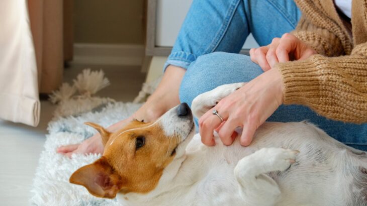 犬が『信頼している』時のサイン5つ　心を許した相手にしかしない仕草や行動とは(ブログ)