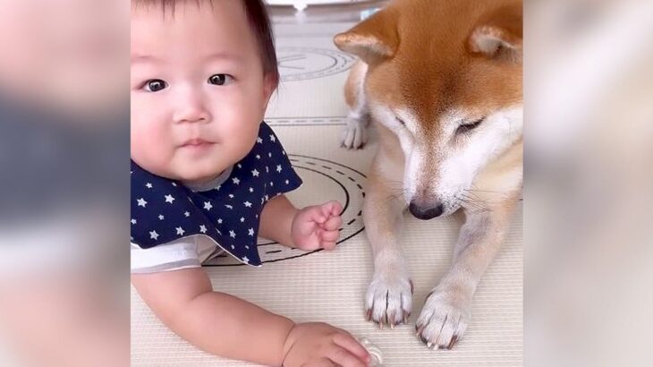 犬に犬用ガムを与えた結果…まさかの『赤ちゃんに使い方を教える』光景が悶絶級にかわいいと52万再生「優しすぎて尊い」「子守のプロ」(ブログ)