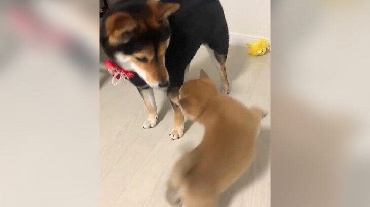 初めて会った子犬と先輩犬の反応…予想外の『一緒にぴょんぴょんする光景』に2万いいね集まる「可愛すぎて悶絶」「相性最高」の声(ブログ)