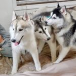 『3匹のハスキー犬』と暮らしたら…迫力満点すぎる光景に「デカいのがこれだけ揃うと壮観」「可愛いが渋滞してる」と79万6000再生(ブログ)