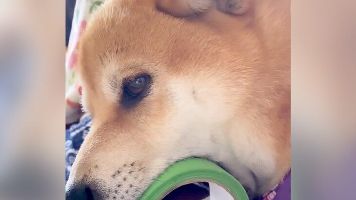 『犬がアゴを乗せているだけ』かと思いきや…実は大きな口を開けている光景がスゴイと69万4000再生　シュールな姿が多くのいいね集める(ブログ)