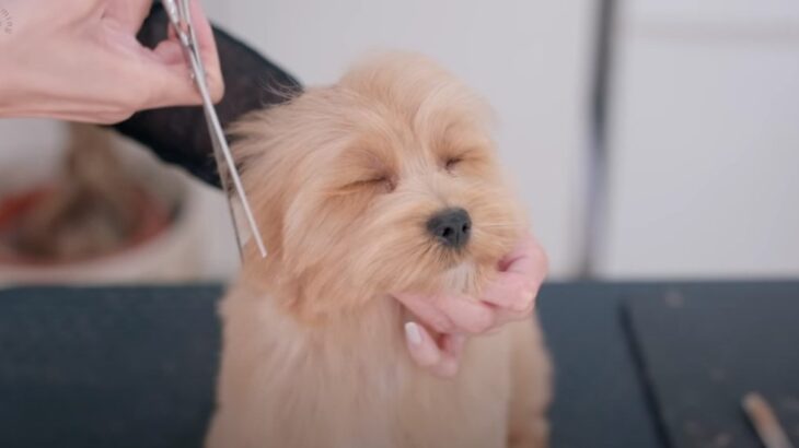 無防備すぎるマルプー子犬の初トリミングに密着！可愛すぎる姿に「ふわふわ天使」「見惚れちゃう」絶賛の嵐(ブログ)