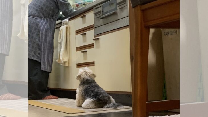 おにぎりを握るおばあちゃんを見つめる『おにぎりっぽいワンコ』に1.7万いいね(ブログ)