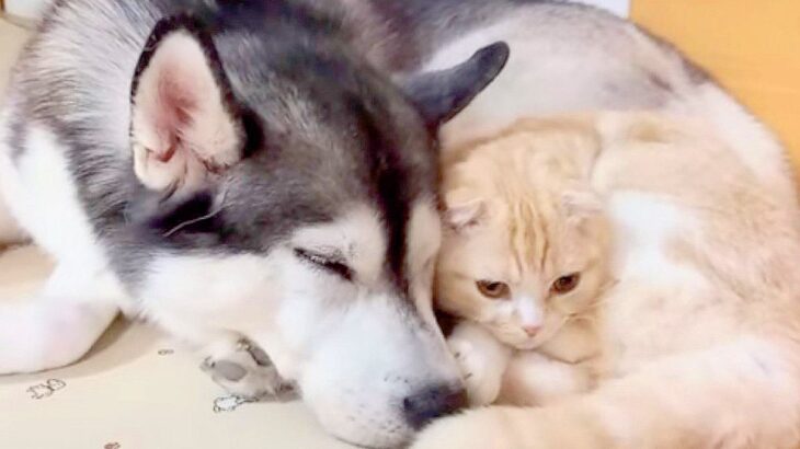 ハスキー犬が子猫を『1年間育てた』結果…あまりにも尊い光景に涙が止まらないと133万再生「育ての親が本当の親」と感動の声集まる(ブログ)