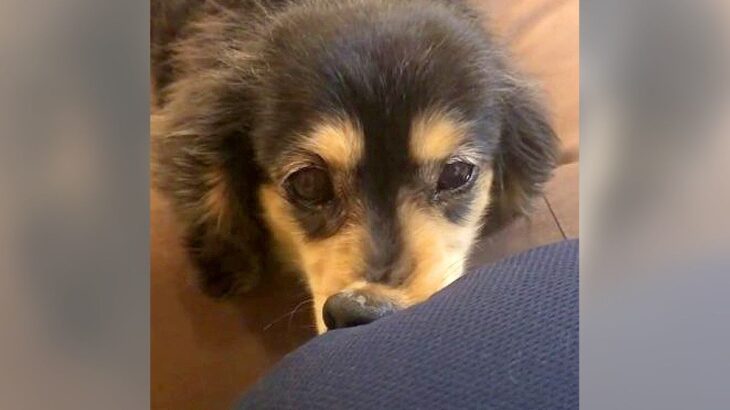 犬が『絶対に離したくない』と猛抗議した結果…可愛すぎる必死な姿が48万表示を突破「諦めない心大切」「鼻可愛すぎる」絶賛の声(ブログ)
