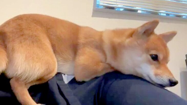 犬が工事の音にビビってしまった結果…可愛すぎる『威嚇』が42万再生の大反響「意地は見せてて可愛い」「必死なの好き」絶賛続々(ブログ)