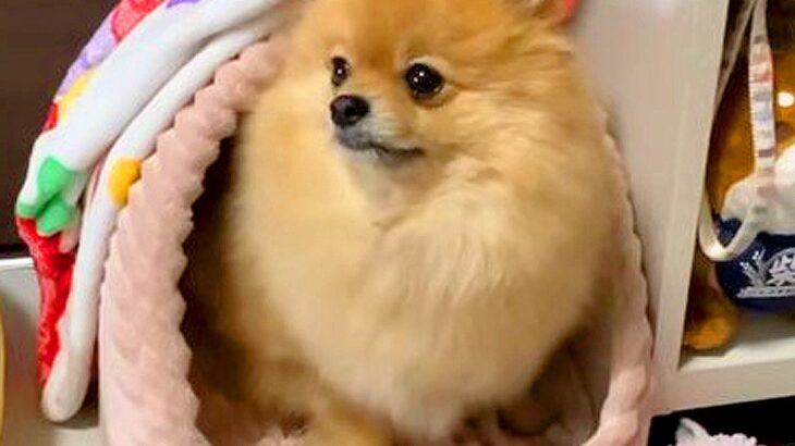 犬が『家族の出勤』を心待ちにする理由…「人の行動を把握してる」「お利口さんや」毎朝見せるかわいい行動が1万1000再生(ブログ)