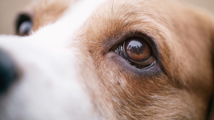 犬の目の状態で分かる心理4選　飼い主をじっと見つめるワケや気持ちを読み取るポイント(ブログ)