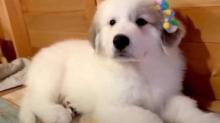 超大型犬の赤ちゃんを飼った結果…まさかの『1年で10倍の大きさ』に成長する軌跡が91万再生「こんな大きくなるのｗ」「寝る子は育つ」(ブログ)