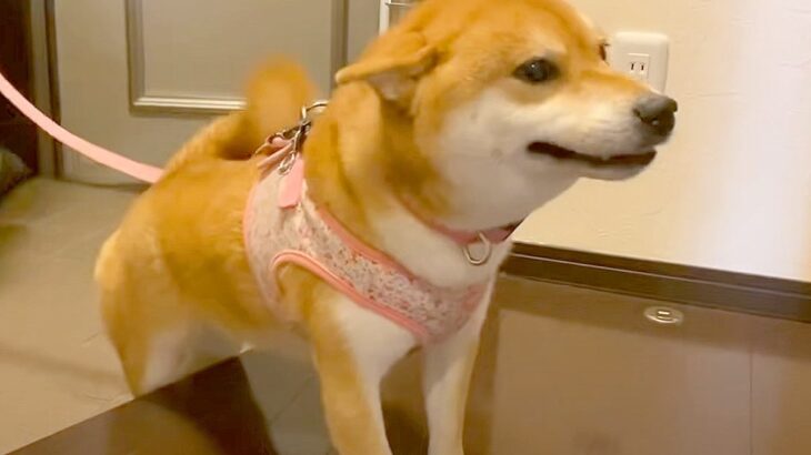 散歩帰りに『大好きな人』が玄関で待ってたら…犬はどうする？ルールを守って大歓喜する姿がお利口すぎると98万再生「癒し系柴犬」の声(ブログ)