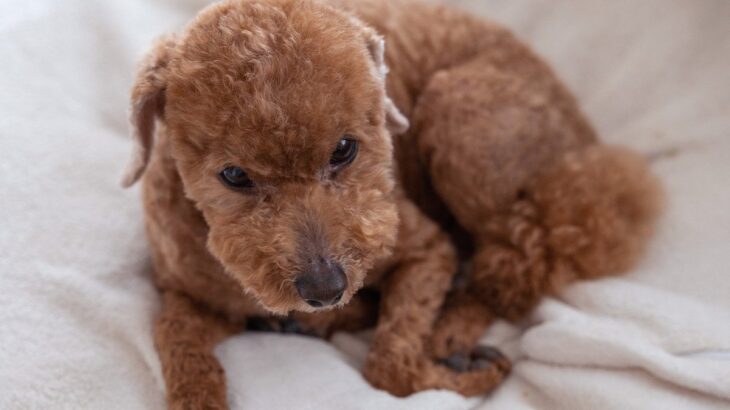 犬が飼い主に『素っ気ない態度』をとる5つの心理　無愛想な理由と興味を持たせる方法まで(ブログ)