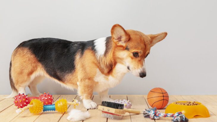 犬が興味をなくす『おもちゃ』の特徴2つ　急に遊ばなくなる原因や飽きさせない方法とは(ブログ)