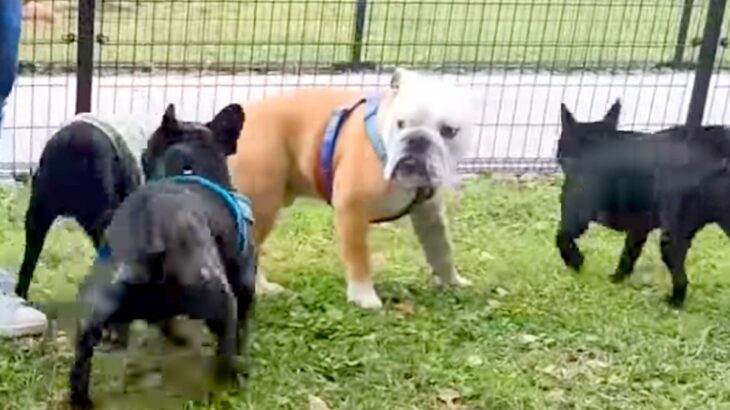 『犬が苦手な犬』がドッグランに行った結果…思いかけず大ピンチになってしまう光景が94万再生「相当犬見知り」「笑った」と爆笑の声(ブログ)