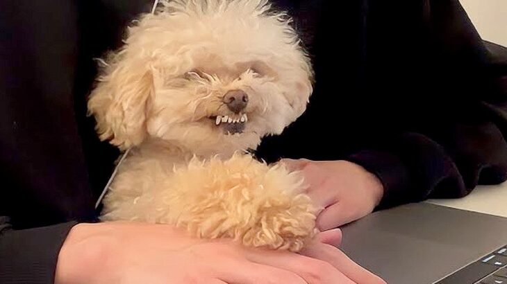 甘えん坊な犬の前で仕事を始めると…まさかの『全力阻止』してくる光景が32万8000再生「かまってアピール可愛い」「ほっとけない」(ブログ)