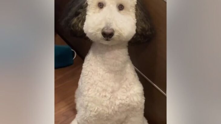 飼い主が料理をしていると…「リアルスヌーピー！？」「ワンワンにそっくり」大型犬が『お邪魔』しにくる光景が可愛すぎると366万再生(ブログ)