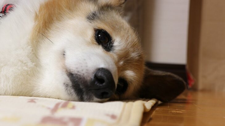 犬が『悲しい』と飼い主に伝えているサイン5選　心が沈んでいる時に見せる仕草や行動とは？(ブログ)