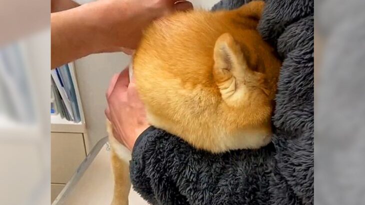 犬を『注射』に連れて行った結果…まさかの現実逃避が応援したくなると234万再生「人間の子供みたいｗ」「頑張ってエライ」エール続々(ブログ)