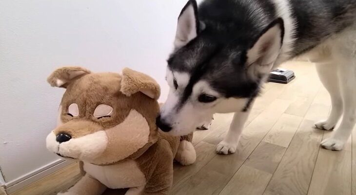 売れ残った柴犬さんの帰宅に神対応のわんにゃんが尊い「反応がめっちゃ可愛い」「仲良くなってよかった」(ブログ)