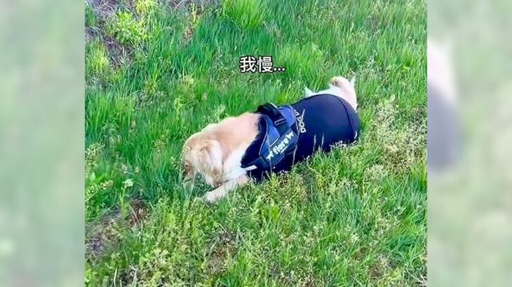 お散歩中に隠れてしまう大型犬…まさかの可愛すぎる行動が4万7000人が驚きと悶絶「可愛すぎるだろ」「神がかってる」絶賛の声(ブログ)