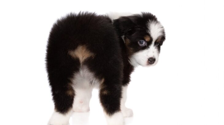 犬の『肛門腺絞り』しないとどうなる？放っておくと起こる危険な2つのこと(ブログ)