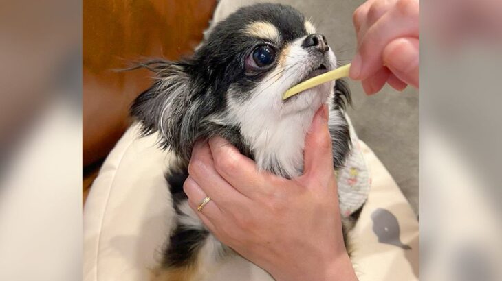 犬に歯磨きをしてみると…『されるがまま』でお利口さんすぎる光景が1717万再生の大反響　飼い主さんを見つめるお顔も可愛い(ブログ)