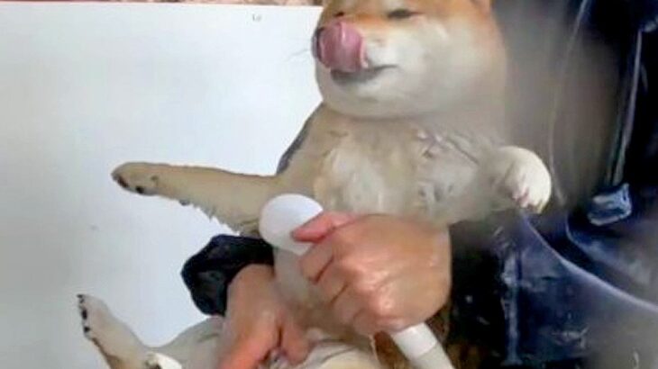 『これが普通だと思ってたのに…』独特すぎる犬の洗い方が294万表示「初めて見たｗ」「パアッてしてるの可愛すぎる」と超話題に(ブログ)