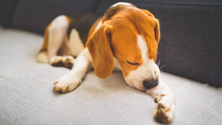 犬が『面白くない』時に見せるサイン5選　つまらないと感じているときの仕草や行動とは(ブログ)