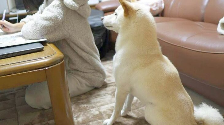 『お姉ちゃんに遊んでほしかった犬』がとった健気すぎる行動…心打たれる光景に「なんていい子」「切なくて愛おしい」と138万再生(ブログ)