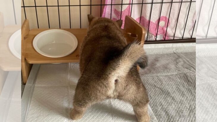 「頑張ってご飯を食べる子犬」可愛すぎる後ろ姿に「声出た」 8万いいねを突破(ブログ)