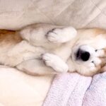犬がまさかの場所で爆睡した結果…つぶれ過ぎてしまうお顔が69万再生を突破「そこは予想外だった」「ぬいぐるみみたい」驚きの声も(ブログ)