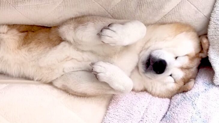 犬がまさかの場所で爆睡した結果…つぶれ過ぎてしまうお顔が69万再生を突破「そこは予想外だった」「ぬいぐるみみたい」驚きの声も(ブログ)