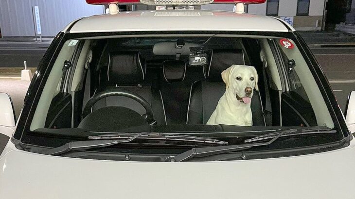 夜のドライブをしていたら…『ヒッチハイクする犬』を発見し警察も出動する事態に！「乗り慣れてて笑った」と279万表示の大反響(ブログ)