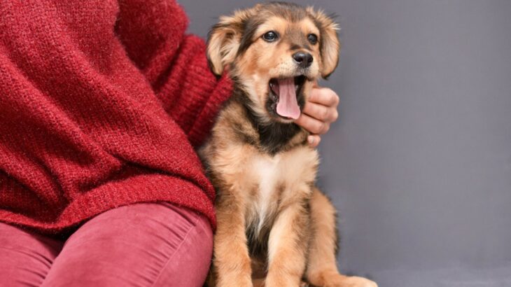 犬が飼い主を『鬱陶しい』と思っているときにする行動5つ　ウザいと思われないためにすべきこととは？(ブログ)