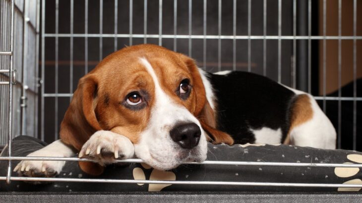 犬のケージを置くのが『NGな場所』４つ　おすすめの置き場所と設置するときの注意点まで(ブログ)