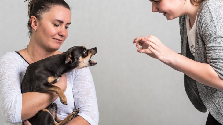 犬が『人嫌い』になる絶対NG行為3つ　嫌われているかどうかを確認するチェック方法とは？(ブログ)